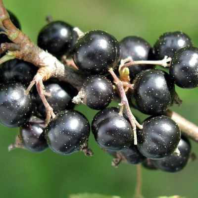 Krzew porzeczka czarna Titiana